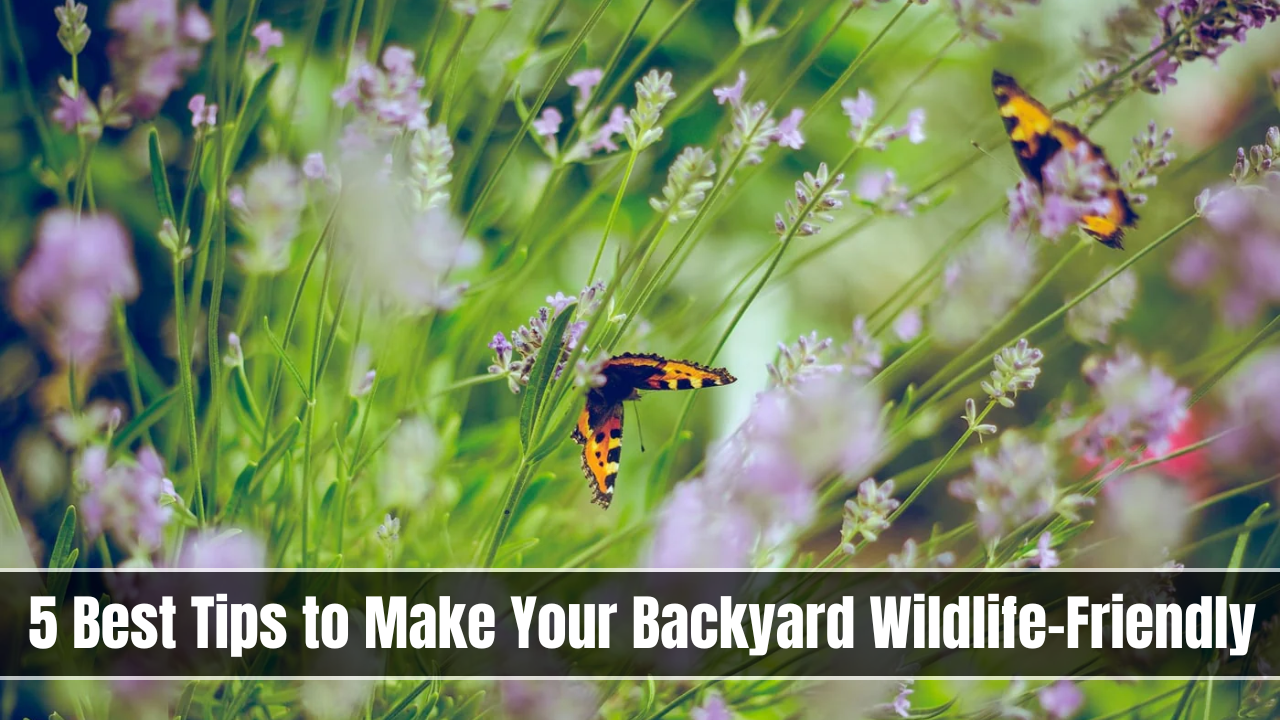 5 Best Tips to Make Your Backyard Wildlife-Friendly