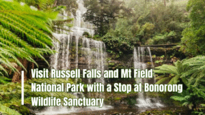 Visit Russell Falls and Mt Field National Park with a Stop at Bonorong Wildlife Sanctuary