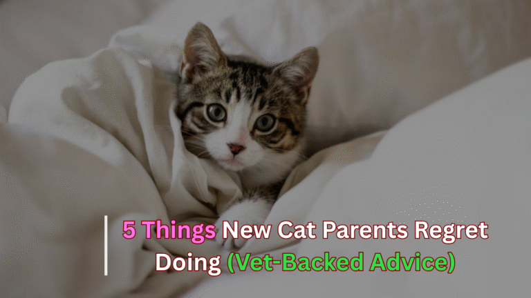 5 Things New Cat Parents Regret Doing (Vet-Backed Advice)