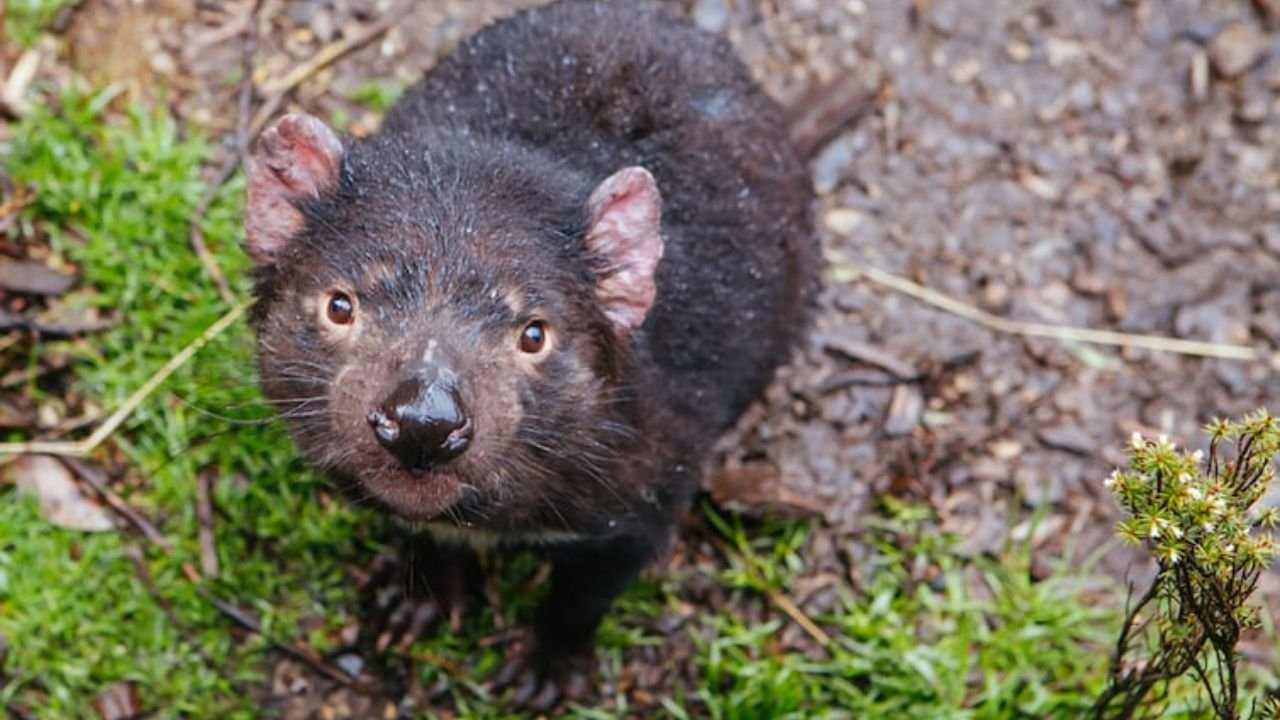 Joeys Are Born The Same Size As A Grain Of Rice.