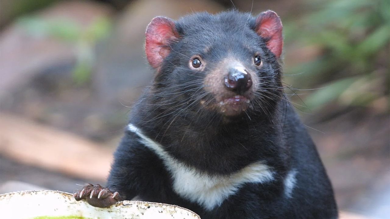 Their Scientific Name Means “Lover of Flesh Harris”