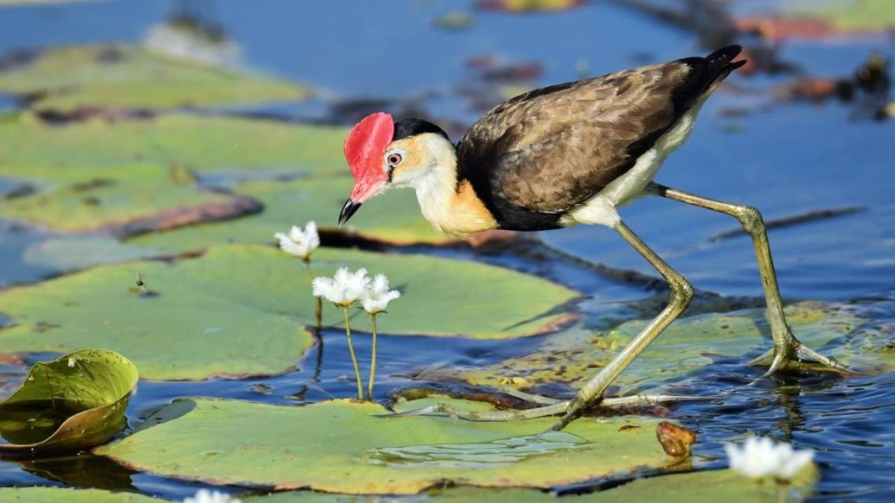 What Are Wetlands?
