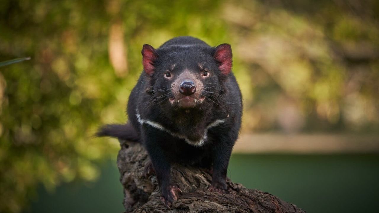 1.Meet the Iconic Tasmanian Devil at Bonorong Wildlife Sanctuary