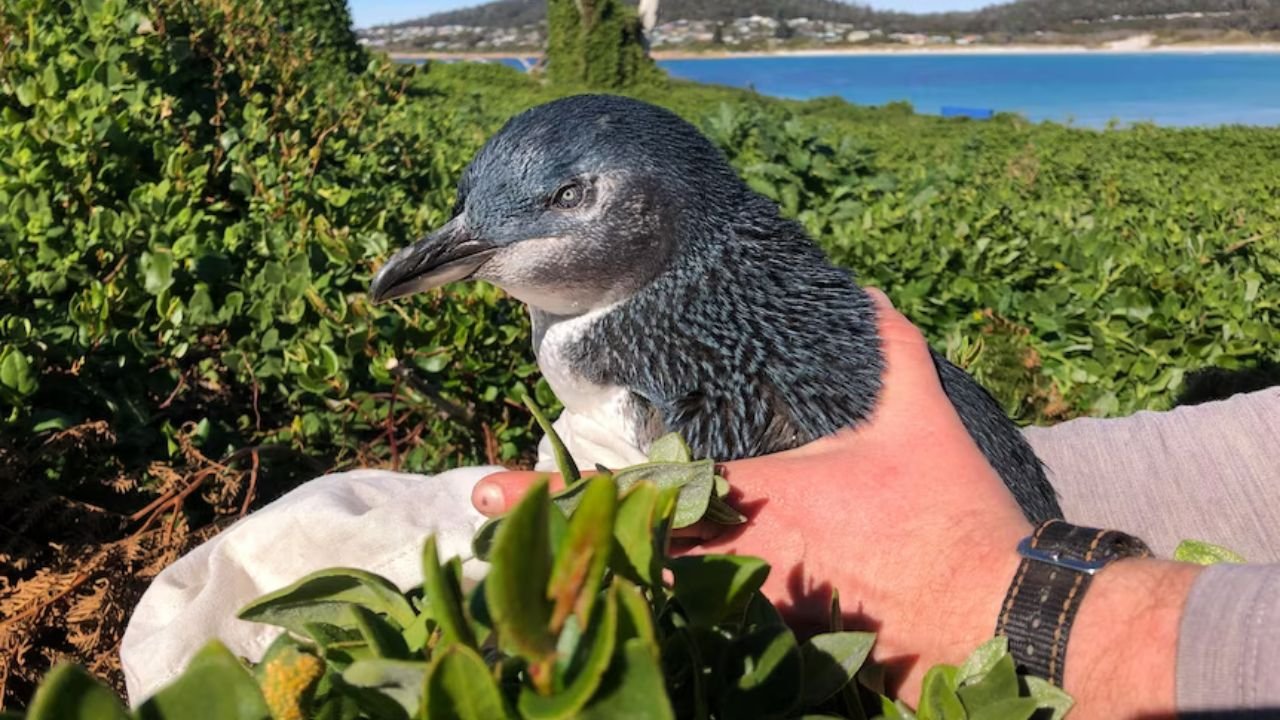 2.Observe Little Penguins Coming Ashore at Bicheno