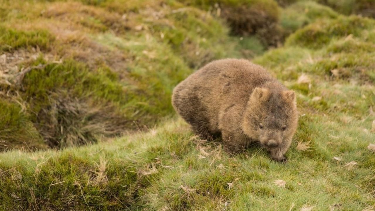 3. See Wombats and Wallabies in Cradle Mountain - Lake St Clair National Park