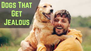 7 Dog Breeds Known for Being Extra Possessive of Their Owners
