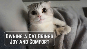 The Happiness and Benefits of Having a Cat at Home