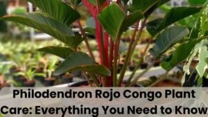 Philodendron Rojo Congo Plant Care: Everything You Need to Know